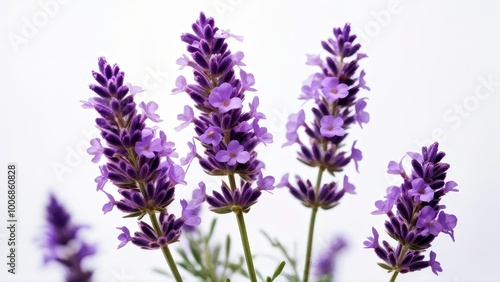 A close-up of blooming lavender flowers against a light background.