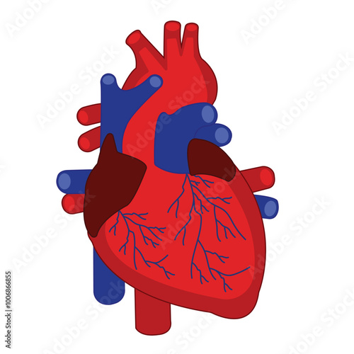 Human heart vector Art & Illustration