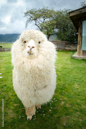 Portrait of a white alpaca in a grass field on a farm photo