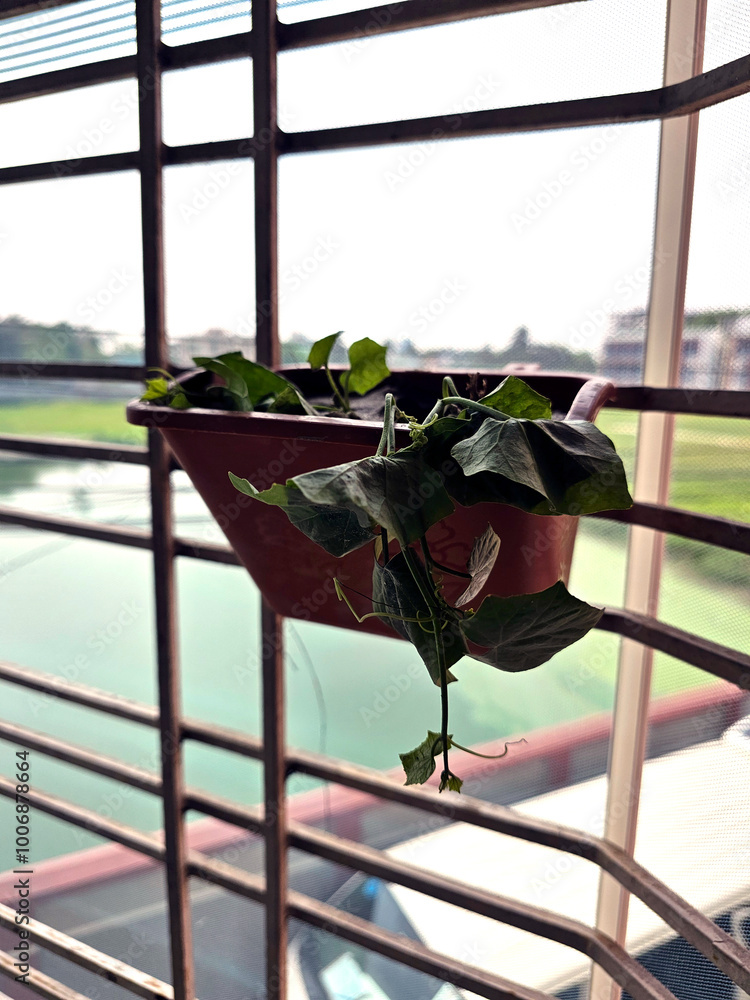 hanging pot with wilted plant on balcony window grate.