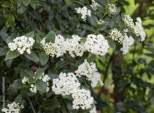 Fleurs de Viburnum tinus

 photo