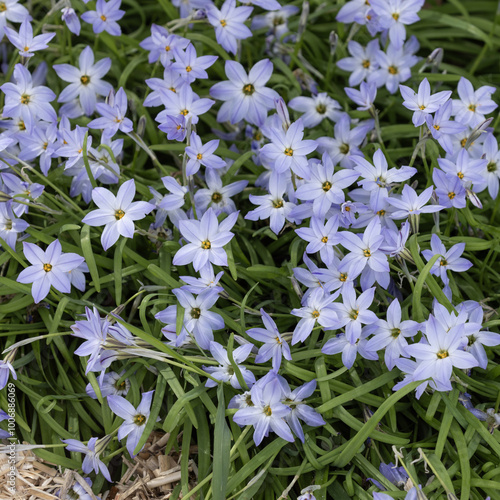 Ipheion uniflorum photo