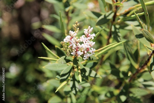 Coastal Beard-Heath (Leucopogon parviflorus) in flower and bud. Native Australian plant. photo