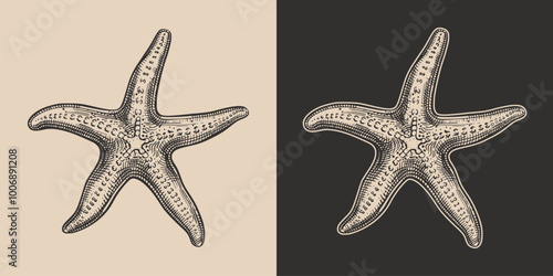 Vintage retro engraving woodcut style sketch draw paint of starfish sea ocean animal illustration