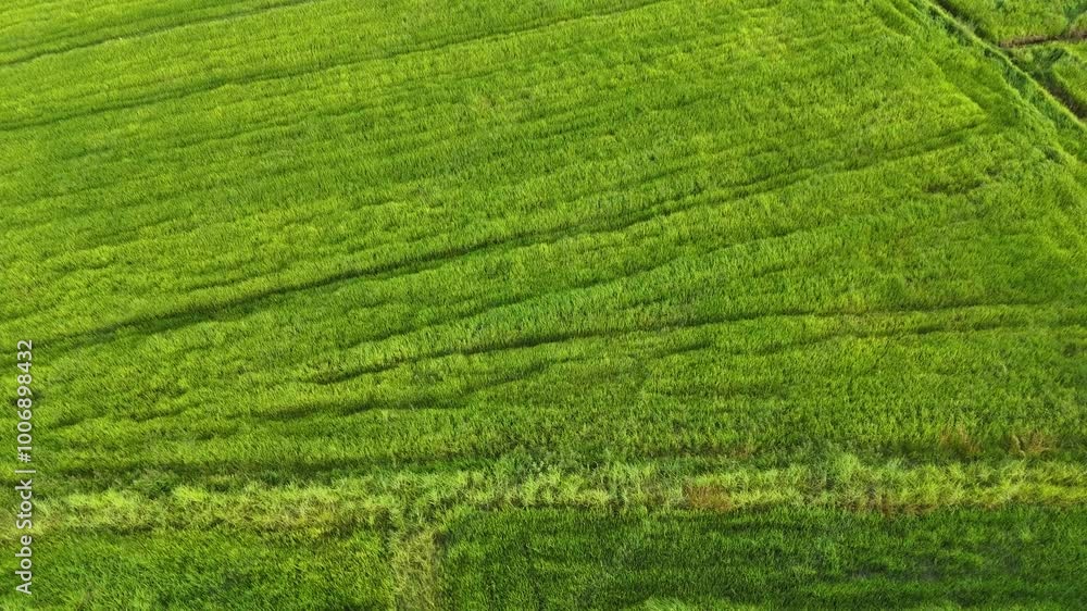 green rice field green rice field