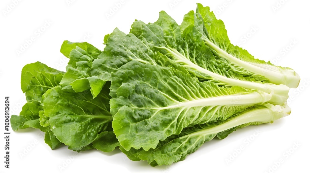 Bright Green Crisp Romaine Lettuce Leaves Isolated on White Background with Copy Space Bright Green Crisp Romaine Lettuce Leaves Isolated on White Background with Copy Space