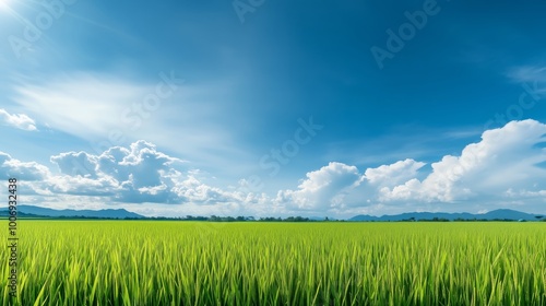 A vast green rice field during the growing season, with tall, vibrant green stalks swaying in the breeze under a bright blue sky.