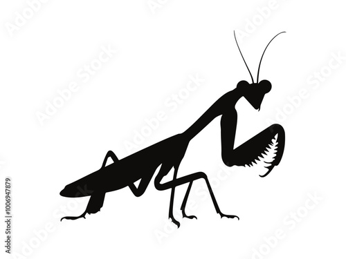 praying mantis isolated on white background
