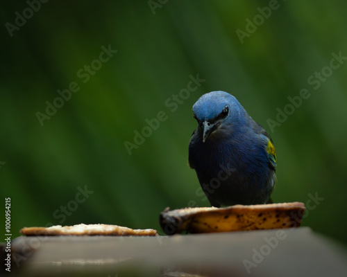 The blue Dacnis cayana (Saíra Bico fino azul) Bird feeding on banana. photo