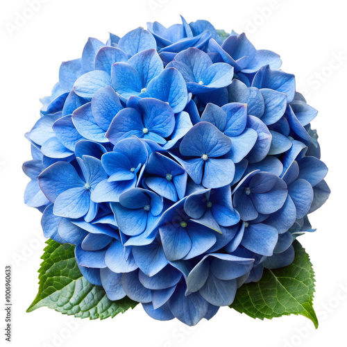 Blue Hydrangea Flower Isolated on Transparent Background for Floral Designs