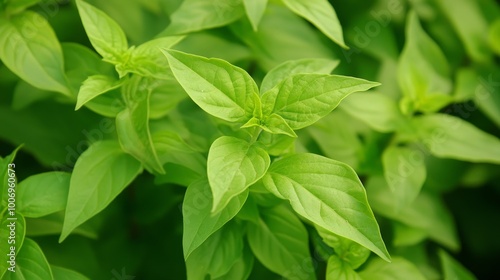 holy basil leaves (Ocimum tenuiflorum), commonly known as holy basil, tulsi, tulasi, kemangi or surawung that usually used as lalapan in Indonesia photo