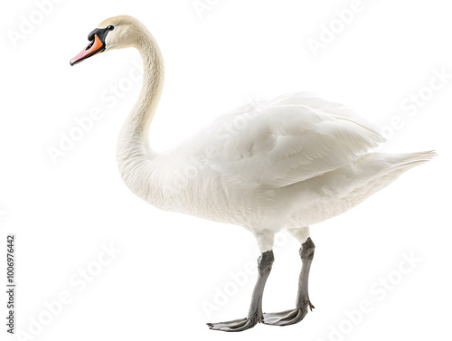 a white swan with a red beak photo