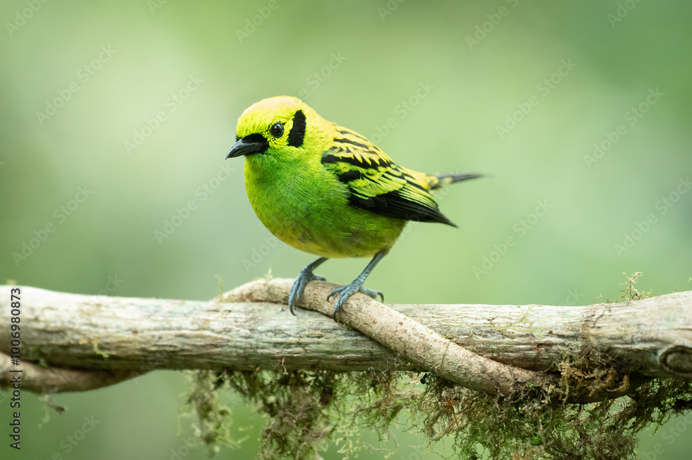 Fototapeta premium Portrait of a perched Emerald Tanager (Tangara florida), Costa Rica
