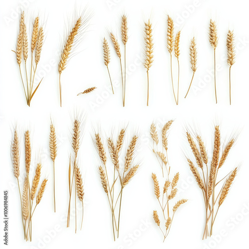 Golden wheat stalks arranged artistically on white background, showcasing their natural beauty and texture. This collection highlights elegance of wheat in various forms