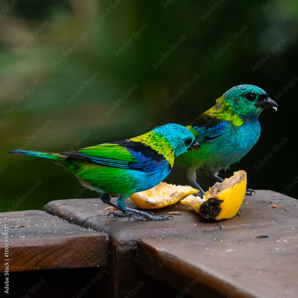 Obraz premium Seven colored tanager feeding, yellow green blue color, forest, wild life