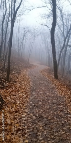 Fog covering a scenic forest trail, fog in nature, serene walk along a misty woodland path.