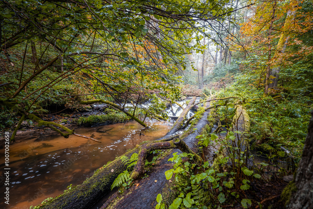 A magical forest moments after the rain. Autumn colors of trees. A footbridge along the river. A dense, wild, beautiful forest. Czartowe Pole Nature Reserve, Roztocze, Poland
