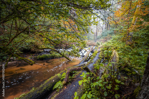 Obraz na płótnie A magical forest moments after the rain. Autumn colors of trees. A footbridge along the river. A dense, wild, beautiful forest. Czartowe Pole Nature Reserve, Roztocze, Poland w salonie