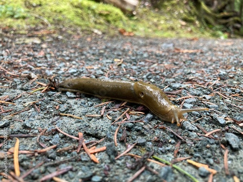 A close up image of a small green slimy slug crawling across the rain forest floor. photo