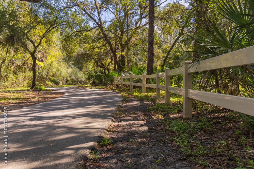 Obraz premium The white picket fence is the barrier on the trail lined with autumn colored trees and a blue sky. Lettuce Lake Park. The white picket fence is the barrier on the trail lined with autumn colored trees