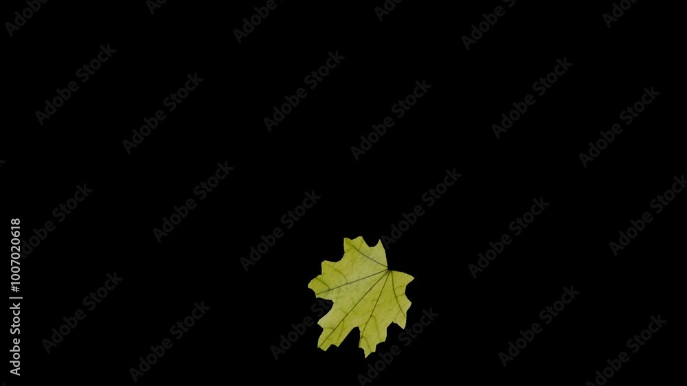 Single maple leave fall on transparent background Single maple leave fall on transparent background