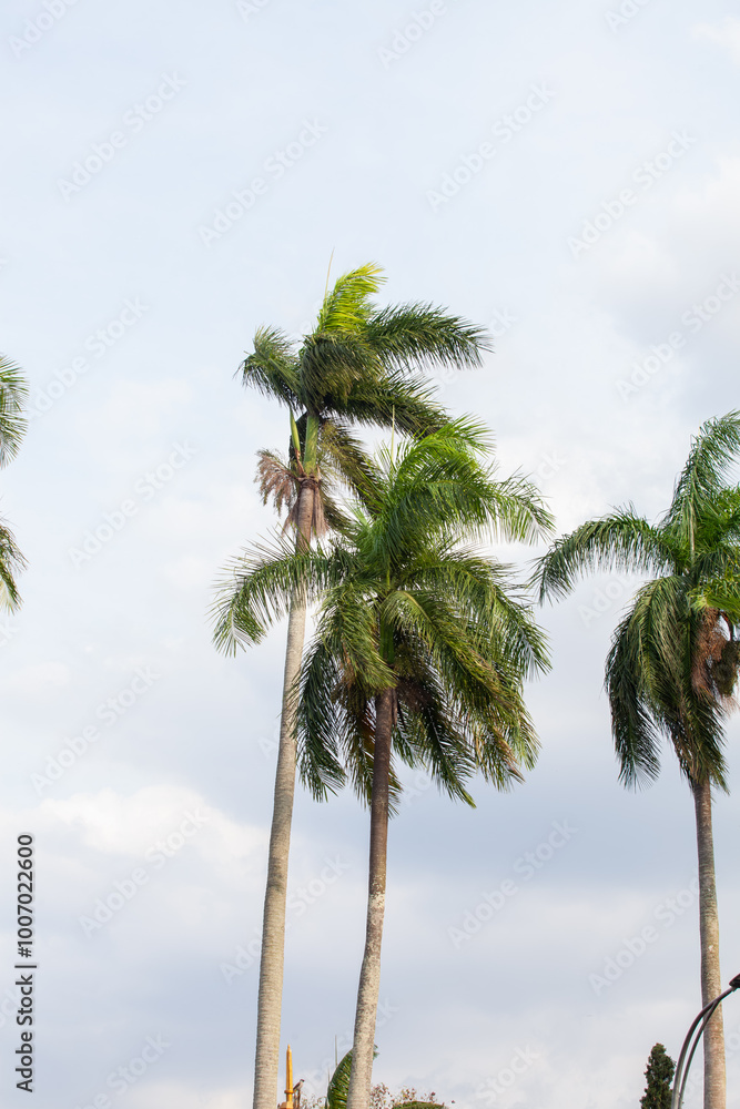 Palm tree on blue sky background. Copy space for text. Palm tree on blue sky background. Copy space for text.