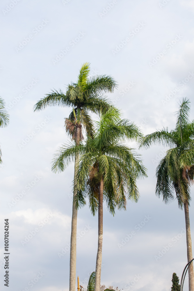 Palm tree on blue sky background. Copy space for text. Palm tree on blue sky background. Copy space for text.