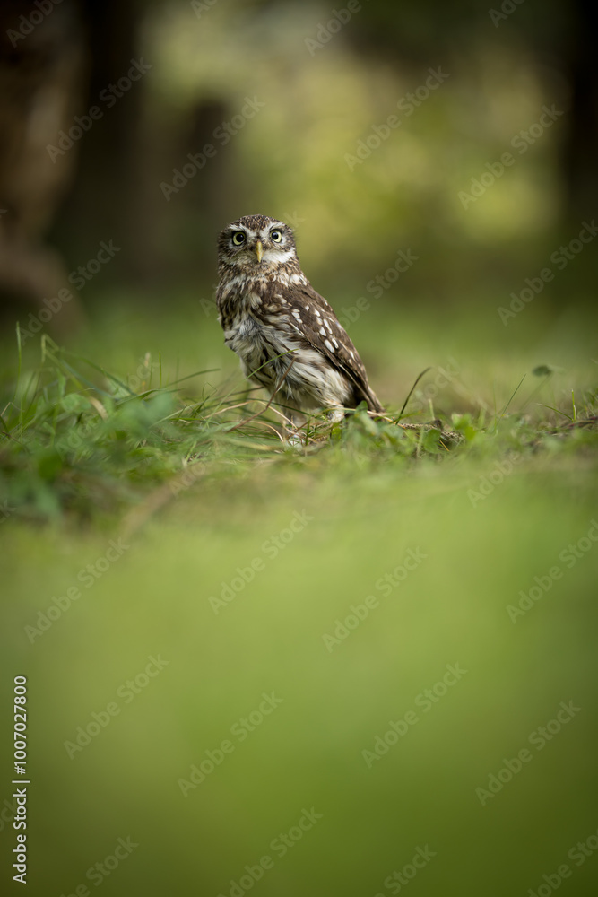 Little owl (Athene noctua) lounging in the grass Little owl (Athene noctua) lounging in the grass
