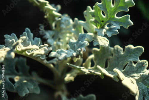 Very beautiful cineraria martima plant photo