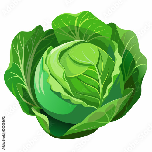 cabbage isolated on white background