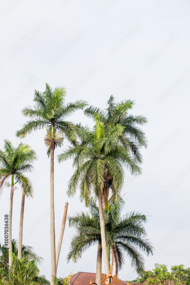 Obraz premium Palm tree on blue sky background. Copy space for text.