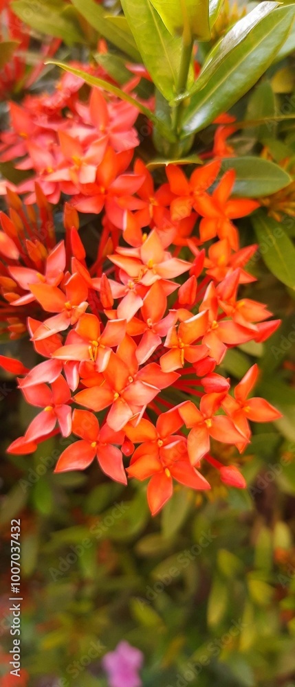 red and yellow flowers red and yellow flowers