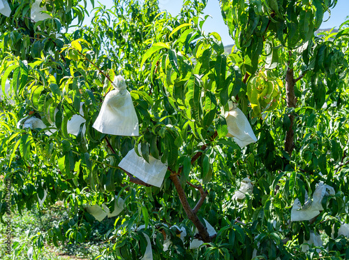  The famous bagged peaches from Leonforte in Sicily: each peach is ripened inside a special bag that protects it from flies and bad weather, thus avoiding the use of pesticides
