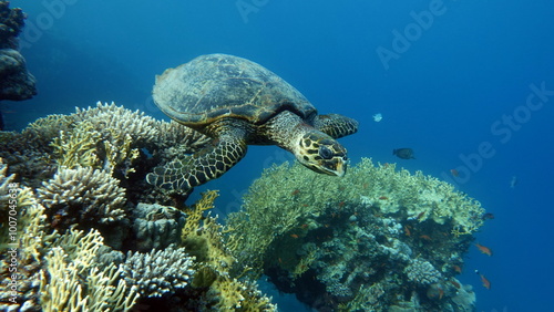 Hawksbill sea turtle (CR species) Hawksbill Turtle - Eretmochelys imbricata. photo