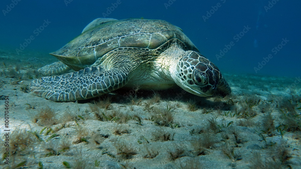 Fototapeta premium Green turtles are the largest of all sea turtles. A typical adult is 3 to 4 feet long and weighs between 300 and 350 pounds.
