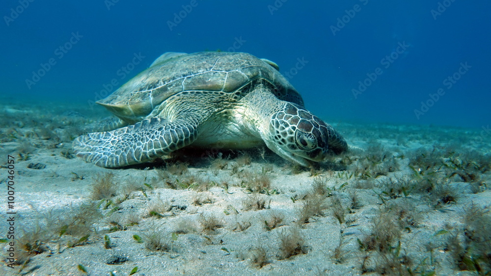 Fototapeta premium Green turtles are the largest of all sea turtles. A typical adult is 3 to 4 feet long and weighs between 300 and 350 pounds.
