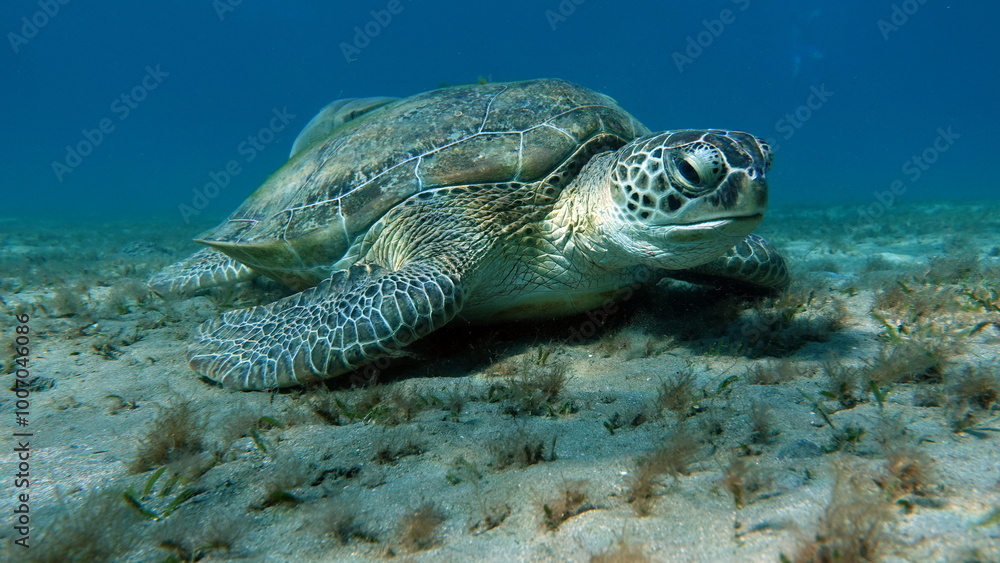 Obraz premium Big Green turtle , Green turtles are the largest of all sea turtles. A typical adult is 3 to 4 feet long and weighs between 300 and 350 pounds.