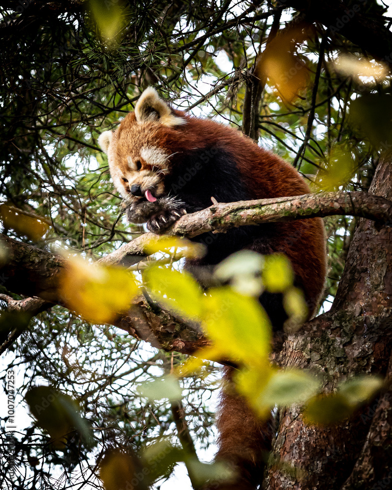 Fototapeta premium Roter Panda