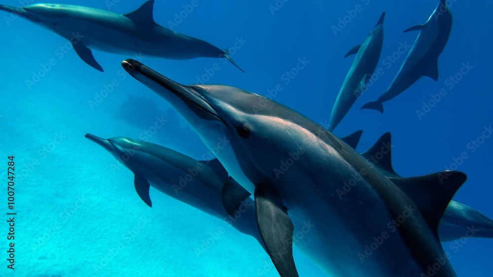 Fototapeta premium Dolphins. Spinner dolphin. Stenella longirostris is a small dolphin that lives in tropical coastal waters around the world. 