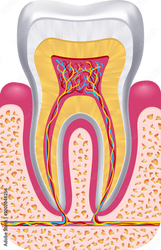 Tooth anatomy. Dental structure. Educational medical illustration Tooth anatomy. Dental structure. Educational medical illustration