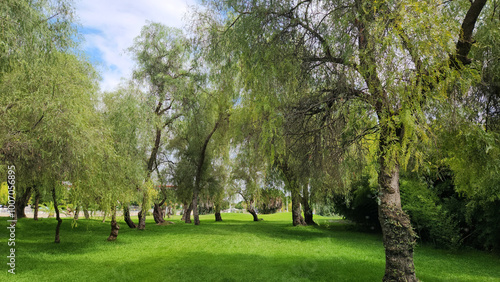 Peruvian pepper (Schninus molle) trees in a city park