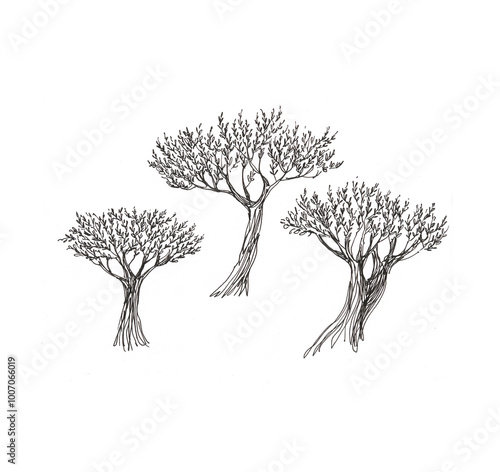 Sketch of olive trees, on white background