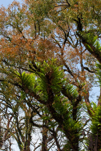 Trees in the rainforest