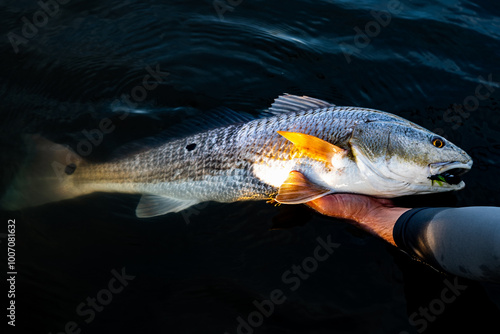 Tailing Redfish