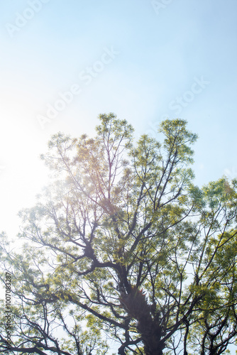 Trees in the rainforest