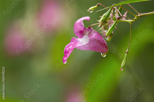 pink balsam with red dots, flower of balsam, water drops on pink flower, raindrops on flower