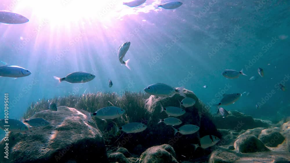 Fish, seaweed, and rocks in a stunning underwater scene Fish, seaweed, and rocks in a stunning underwater scene