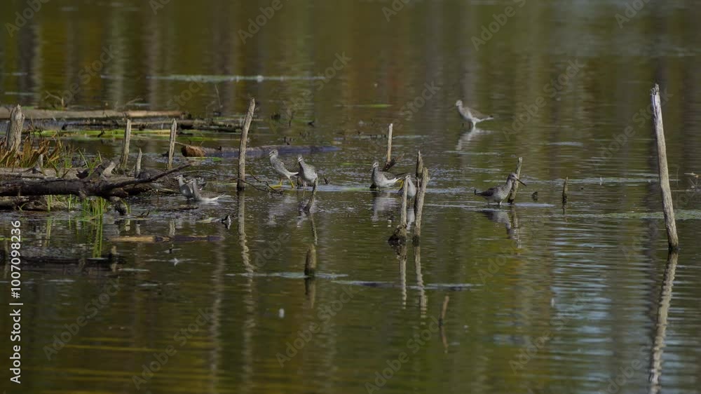 Lesser Yellowlegs Feeding by the Shore in Elk Island National Park, Edmonton
Lesser Yellowlegs Feeding by the Shore in Elk Island National Park, Edmonton