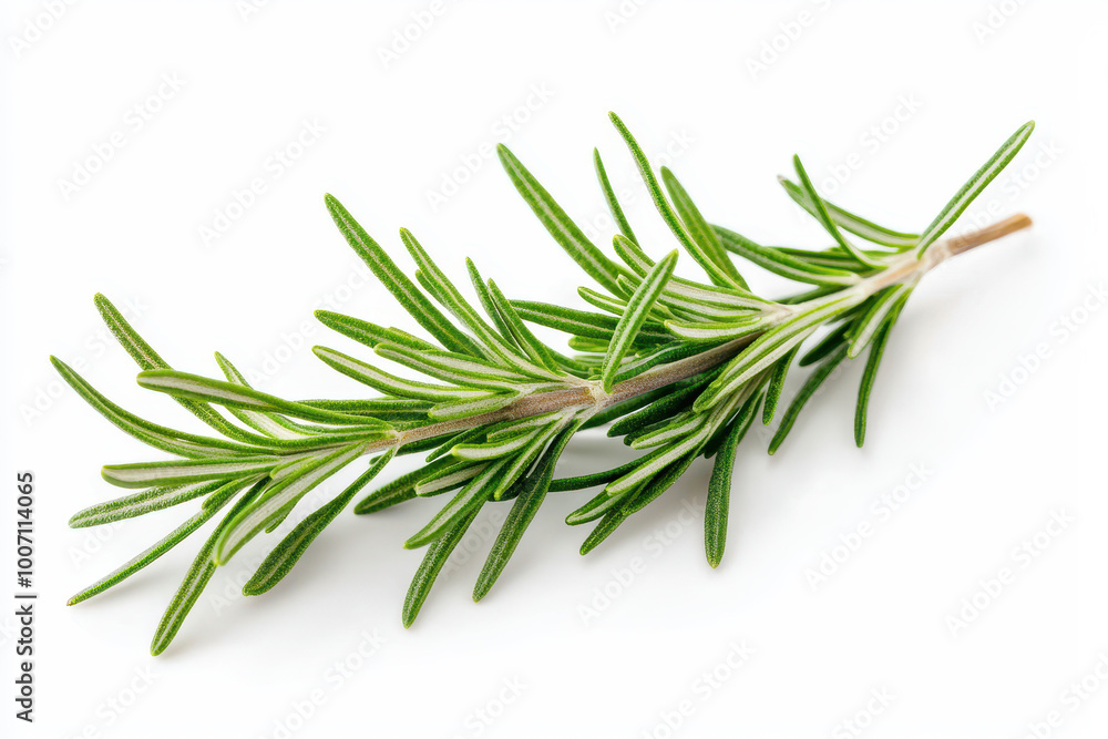 Fresh rosemary sprig on white background, ideal for culinary, herbal, or decorative purposes in various designs. Fresh rosemary sprig on white background, ideal for culinary, herbal, or decorative purposes in various designs.