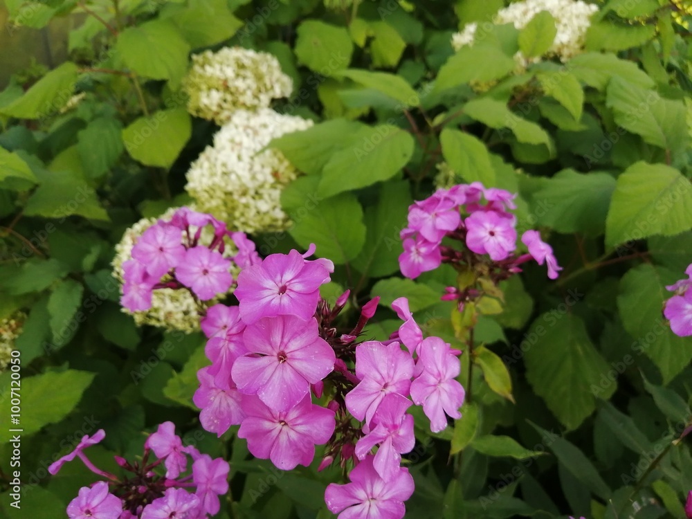 Pink Phlox paniculata and white Hydrangea arborescens bloom in the garden in summer. Pink Phlox paniculata and white Hydrangea arborescens bloom in the garden in summer.